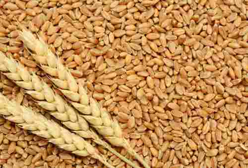 Indian Organic Fresh Wheat