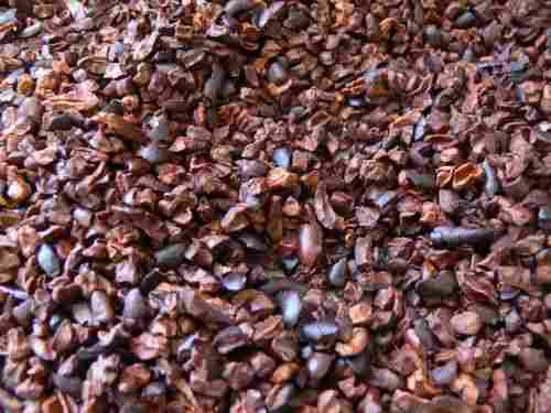 Highly Nutritious Cocoa Seed