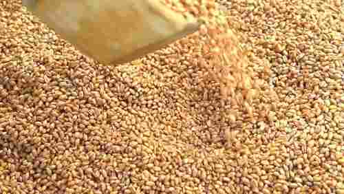 Indian Organic Fresh Wheat