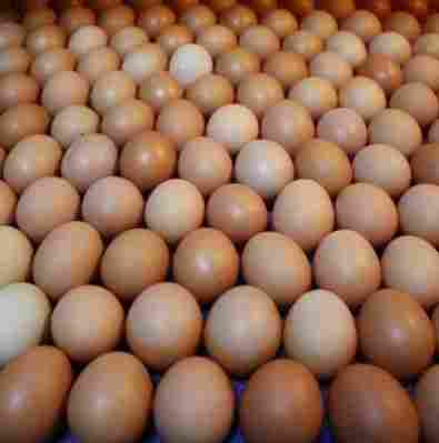 Kadaknath Fresh Brown Eggs