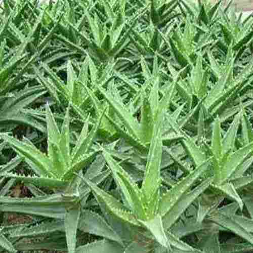 Organic Aloe Vera Extract