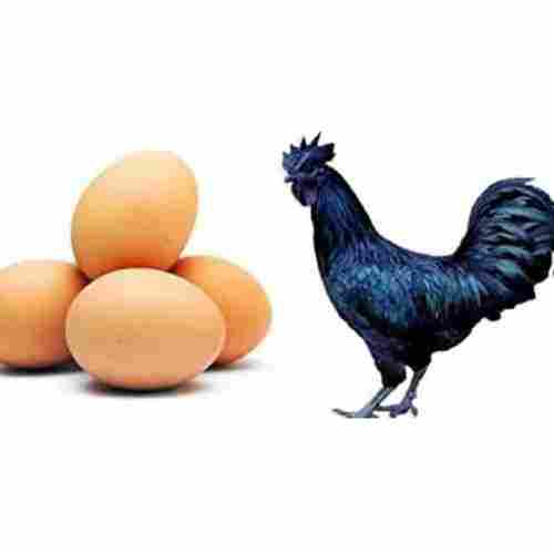 Kadaknath Chicks And Eggs