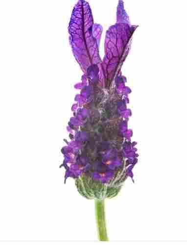 Fresh Lavender Flower