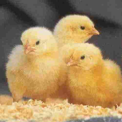 1 Day Broiler Chicks