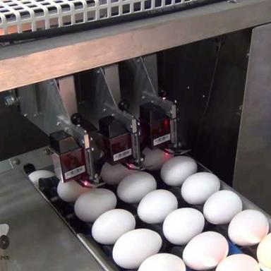 Egg Printing Machine