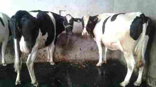 HF Cows For Dairy Business