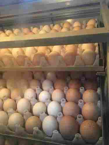 Kadaknadh Poultry Eggs