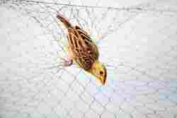 Anti Bird Safety Net