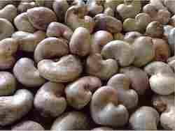 Benin Origin Raw Cashew Nut