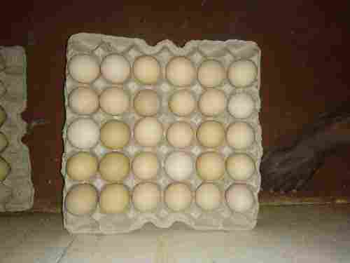 Cobb Hatching Eggs