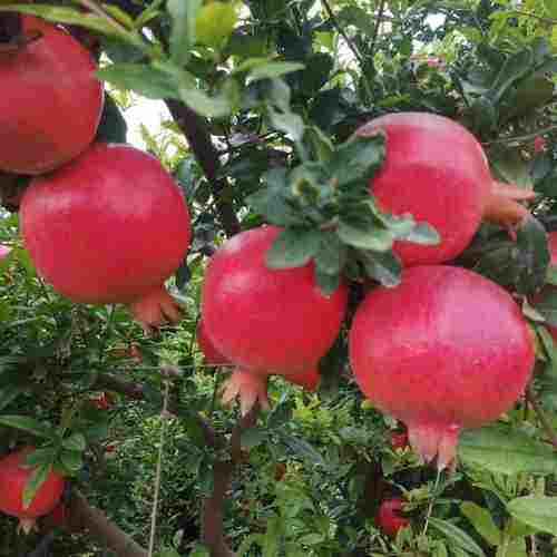 Farm Fresh Pomegranate