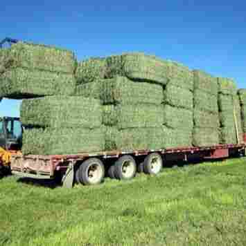 Premium Quality Alfalfa Hay