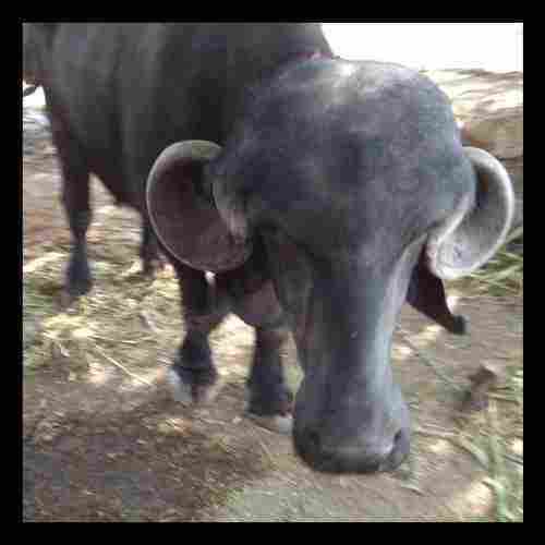Healthy Jafarabadi Breed Buffalo