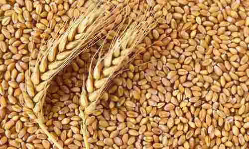 Pure Organic Whole Wheat