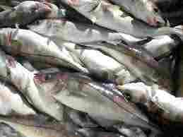 Salmon Boneless Fish Fillet