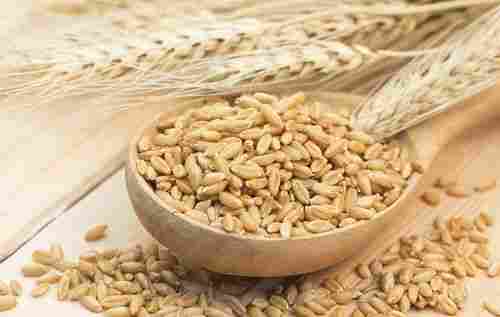 High Grade Wheat Grain