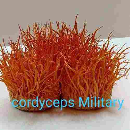 Natural Dry Cordyceps Militaris