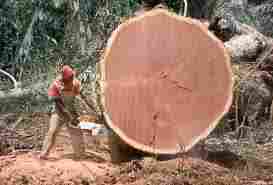 Timber Wood (Azobe, Bongossi, Ekki, Bonkole, Akoga, Dwarf Red Ironwood, Red Oak)