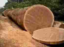 Timber Wood (Okan, Adoum, Bokoka, African Green Heart)
