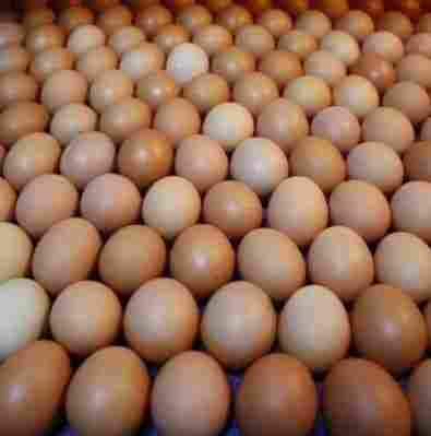 Fresh Chicken Brown Eggs