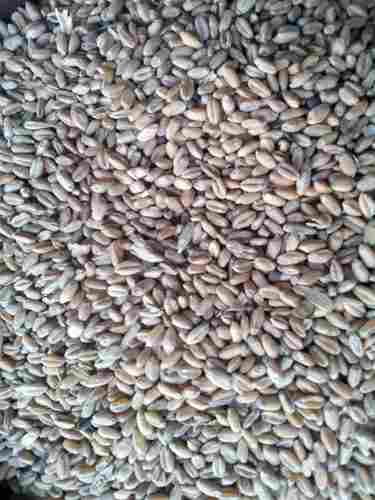 Feed Grade Wheat Grain