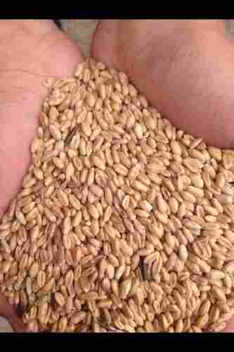 Grade 4 Wheat Grain
