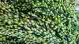 Fresh Organic Green Millet