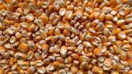 High Grade Dried Corn Seed