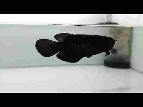 Black Arowana Aquarium Fish