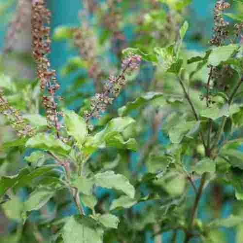 Natural Herbal Tulsi Leaves