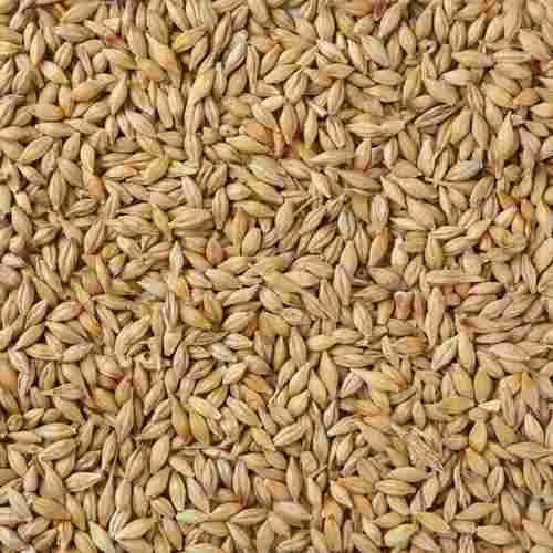 Fresh Organic Barley Seeds
