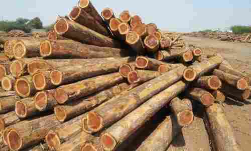 Premium Quality Teak Wood