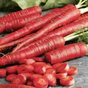 Fresh Red Long Carrot