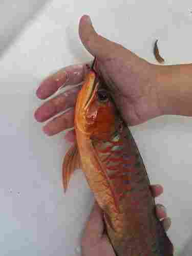 24k Golden Head Arowana Fish