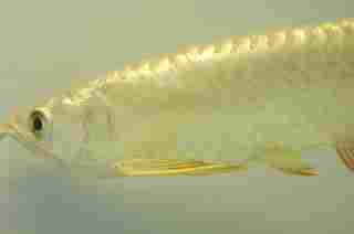 Gold Cross Back Arowana Fish