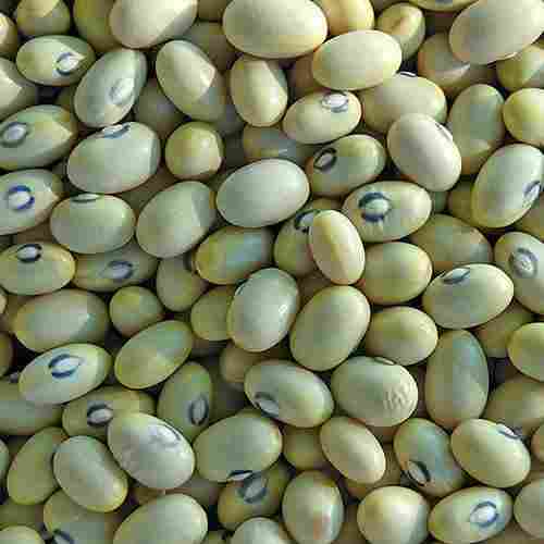 Organic Fresh Bean Seeds
