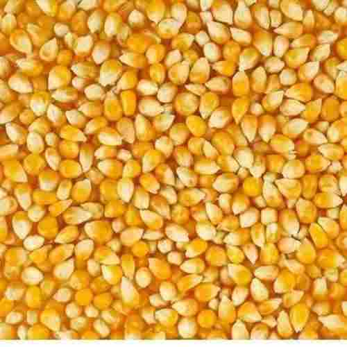 Fresh Organic Maize 