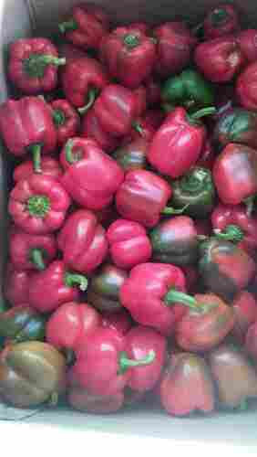 Red And Yellow Capsicum