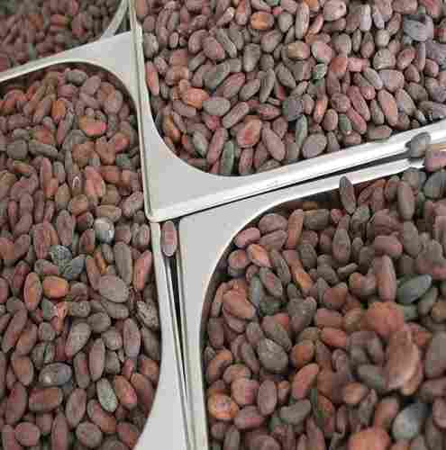 Dried Cacao Beans