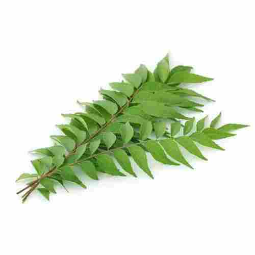 A Grade Curry Leaves