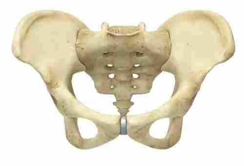 Female Pelvis with Muscles And Organs Models
