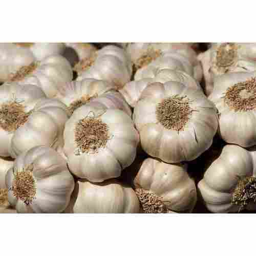 Fresh High Protein White Garlic