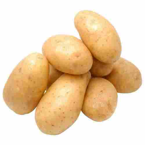 Oval Fresh Organic Potato