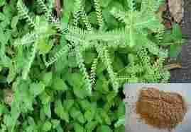 Phyllanthus Amarus Extract