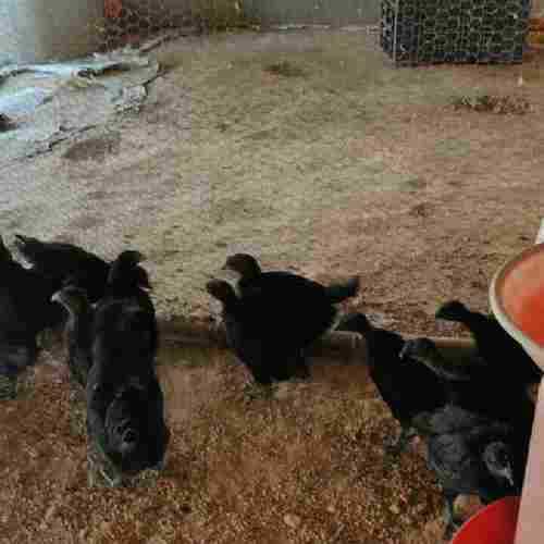 Day Old Black Kadaknath Chicks