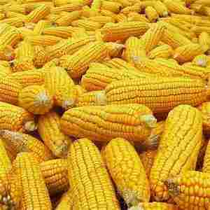 Healthy and Fresh Yellow Maize