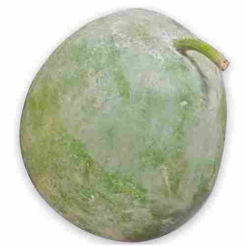 Fresh Ash Gourd for Cooking