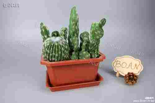 Effective Green Cactus Plant