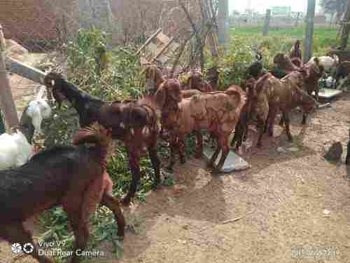 Totapari Beeta Gujari Sirohi Goats
