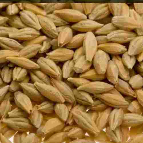 Natural Dried Barley Seeds